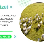 Efeito Manada: O Que é, Quais os Riscos e Como Evitar?