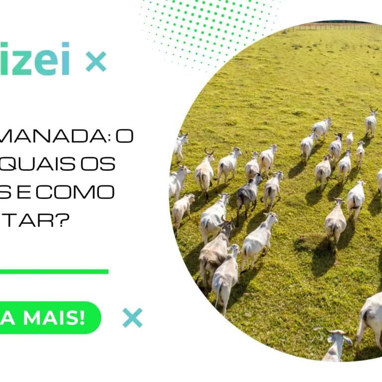 Efeito Manada: O Que é, Quais os Riscos e Como Evitar?